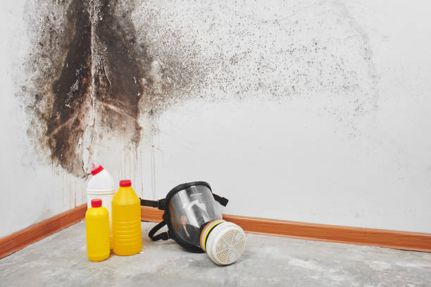 Best Black Mold Removal  in Brookland, AR