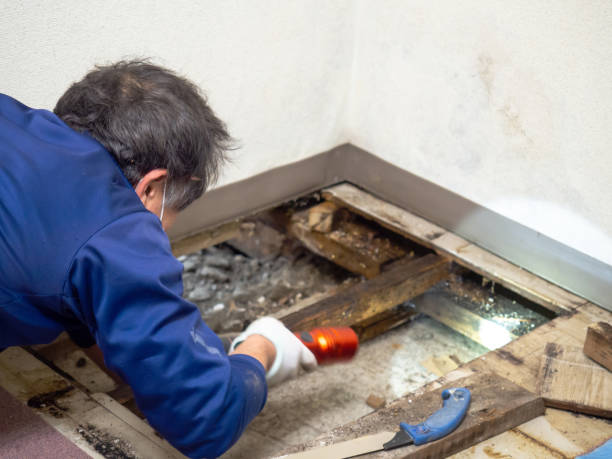 Best Crawl Space Mold Removal  in Brookland, AR