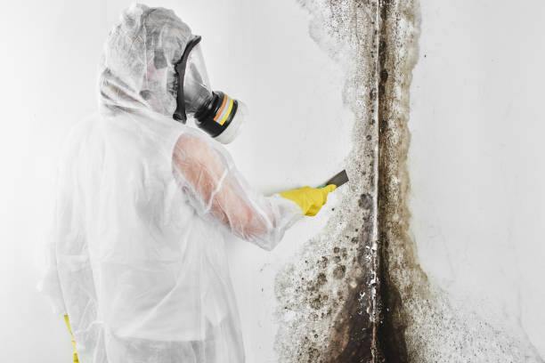 Best Professional Mold Removal  in Brookland, AR