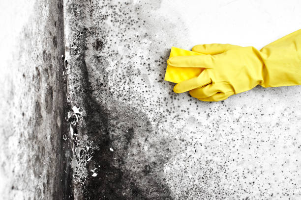 Best Residential Mold Removal  in Brookland, AR