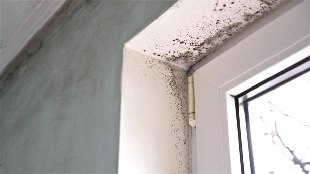 Best Fast Mold Removal  in Brookland, AR