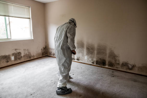 Best Attic Mold Removal  in Brookland, AR