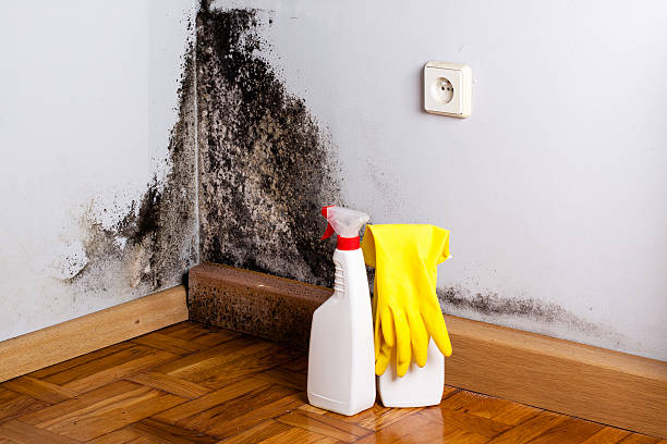 Best Mold Cleaning Services  in Brookland, AR