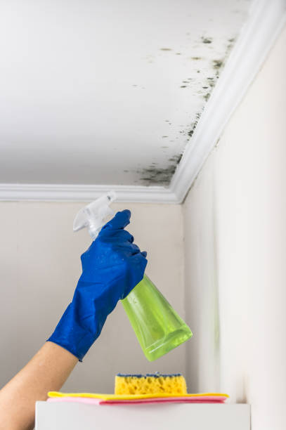 Best Toxic Mold Removal  in Brookland, AR